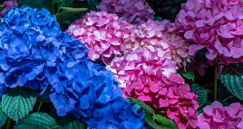 Pink and Blue Hydrangea in Centennial Park Conservatory, Etobicoke, Canada.