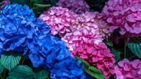 Pink and Blue Hydrangea in Centennial Park Conservatory, Etobicoke, Canada.