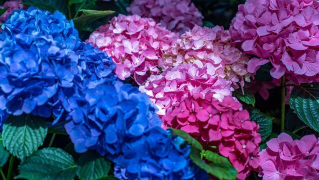 <p>Hydrangeas can shift from blue to pink. File picture</p>