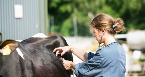 Female veterinarian at work