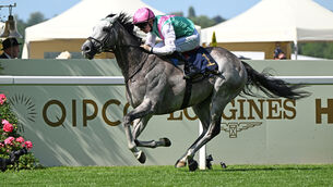 <p>ON THE EASY LIST: Field Of Gold will undergo an X-ray on Wednesday. 	Picture: Healy Racing </p>