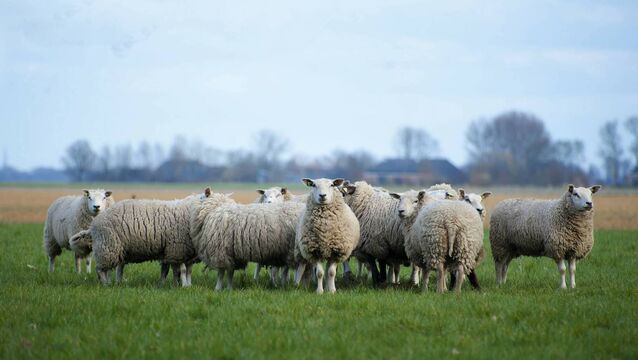 <p>Last week, there was a drop of 1,588 head in sheep slaughter numbers.</p>