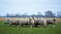 Sheep price cuts make no sense with the supply collapsing, says ICSA