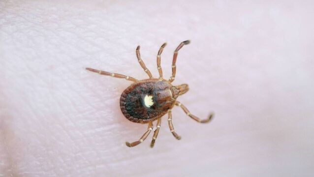 <p>The lone star tick is unique in that it can transmit a molecule that causes the alpha-gal syndrome allergy.</p>