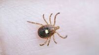 Lone Star Tick, Amblyomma Americanum