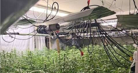 Cannabis plants worth more than €750,000 seized in Co Louth